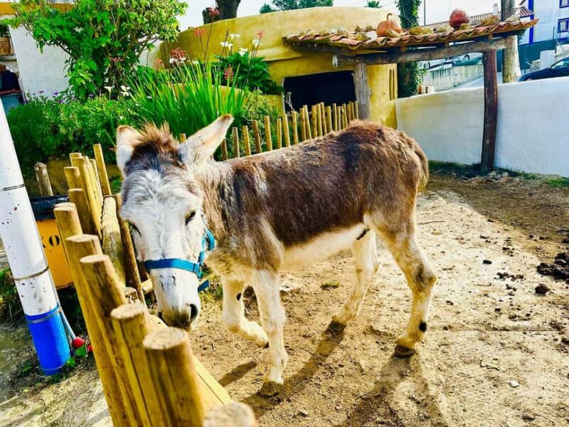 Mafra Legacy to a Traditional Village & Surfers Paradise - Relaxing at São Lourenço Beach