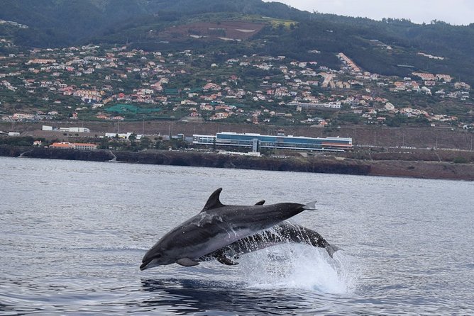 Magic Dolphin Celebrity - Key Points