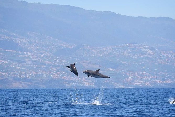 Magic Dolphin Celebrity - Seafaring with a Personal Touch and Wildlife Encounters