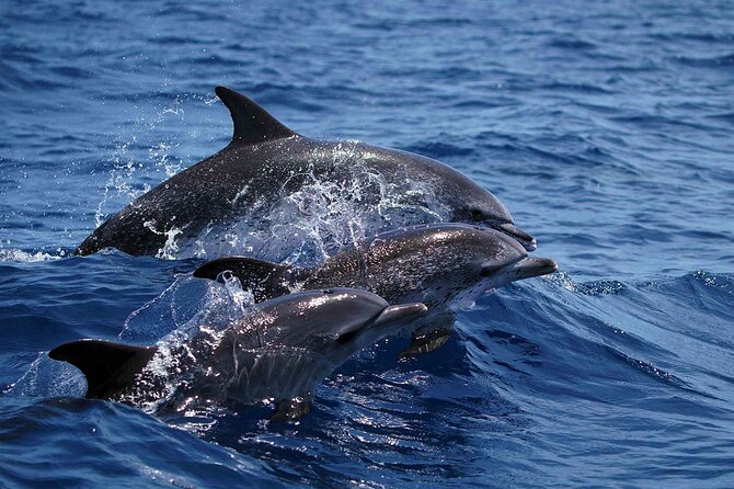 Magic Dolphin Sea Safaris - Wildlife Sightings: Dolphins, Whales, and Sea Turtles