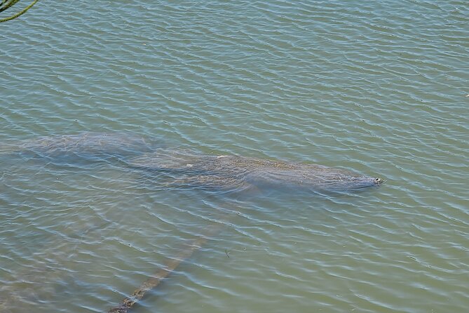 Magic of Nature Guided Kayak Eco Tour - Flexibility with Self-Guided Tours