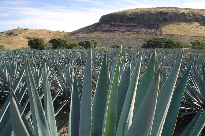 Magic Town Tequila and Agave Fields - The Charm of the Town of Tequila