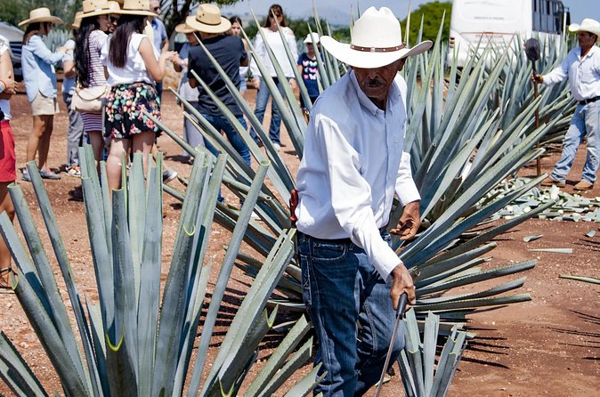 Magic Town Tequila and Agave Fields - Practical Considerations and Inclusions