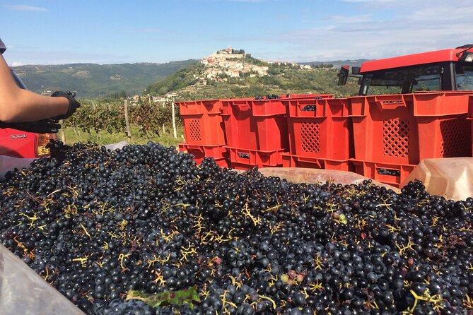 Magical Istria - Tasting Local Wines and Olive Oils in Istria