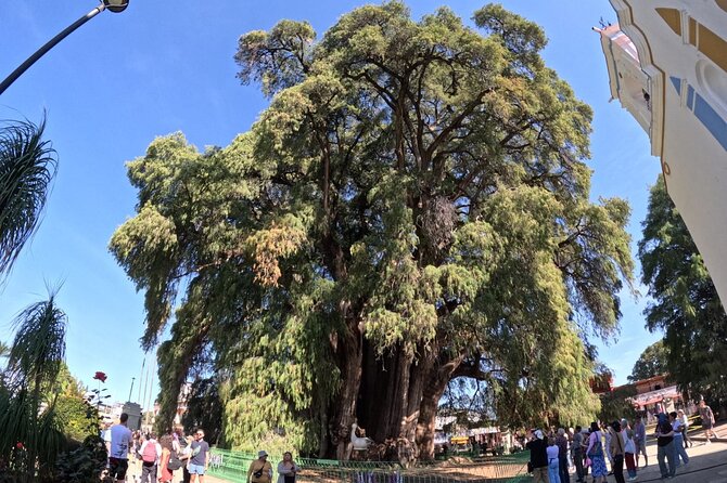 Magical Route Oaxaca Tule, Mitla, Boil Water and Mezcal - Santa María del Tule: The World’s Widest Trunk Tree