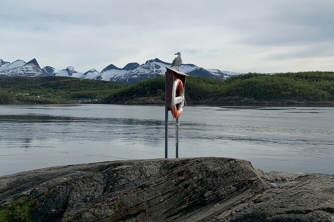 Magical Saltstraumen Tour - Value and Booking Information