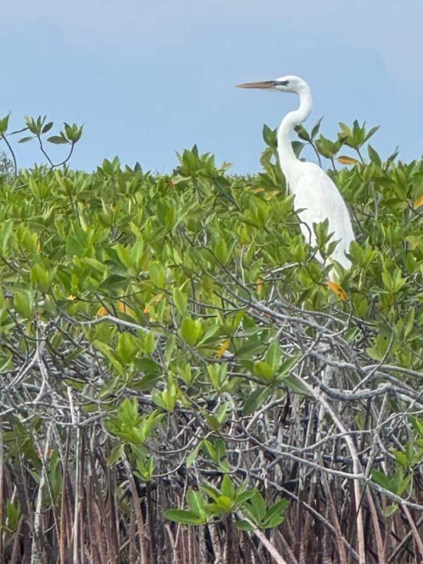 Magical Sunset at Sian Ka'an Biosphere, 3 hours boat tour - Birdwatching and Marine Life Encounters in Sian Kaan