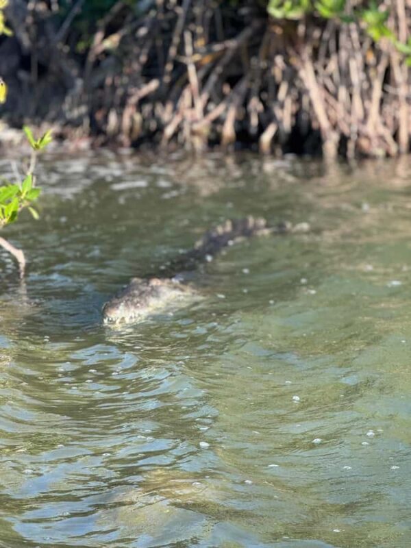 Magical Sunset at Sian Ka'an Biosphere, 3 hours boat tour - Sunset Views and Photography Opportunities at Virgen Beach