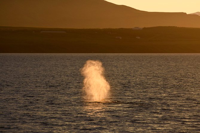 Magical Whales in the Midnight Sun | from Reykjavik - The Value of Combining Nature and Natural Phenomena