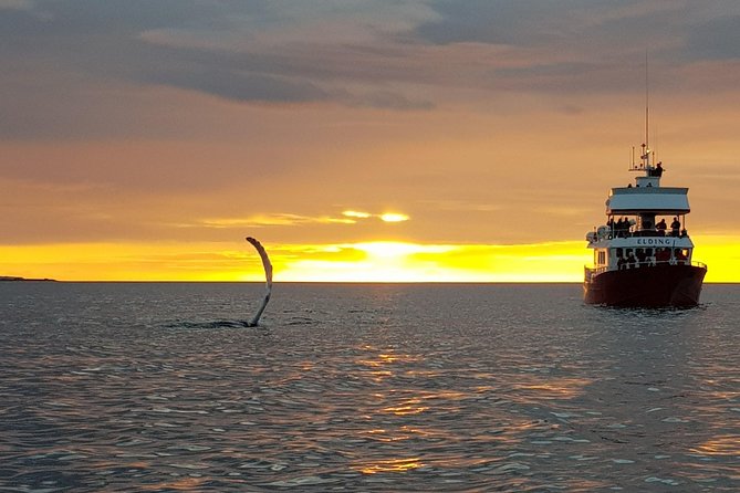 Magical Whales in the Midnight Sun | from Reykjavik - Who Will Enjoy This Tour Most?