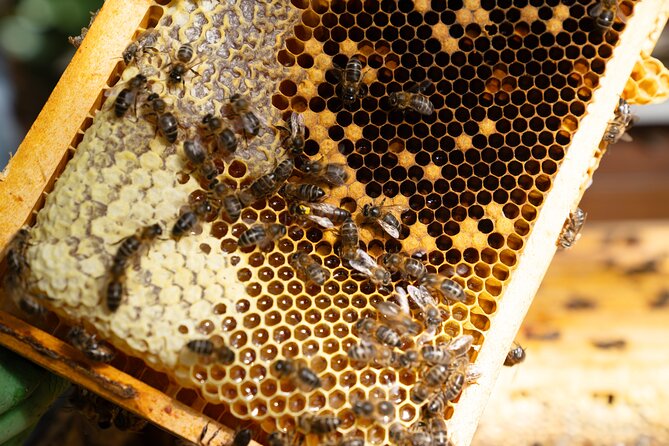 Magical World of Beekeeping on São Miguel Azores Private Tour - Peering Inside a Beehive for a Close-Up Look