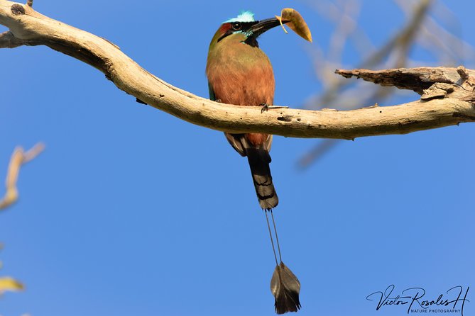 Mahahual and Costa Maya Birdwatching - A Delicious and Refreshing Lunch by the Beach