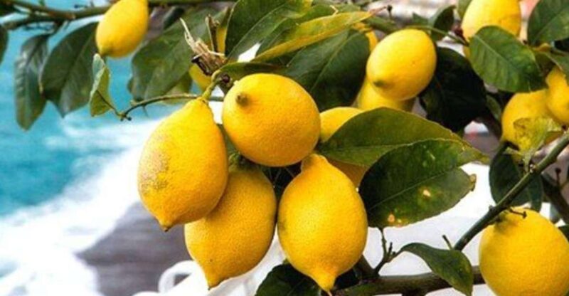 Maiori: Amalfi Coast Path of Lemons Day Trip with Tastings - Starting Point: Corso Reginna in Maiori