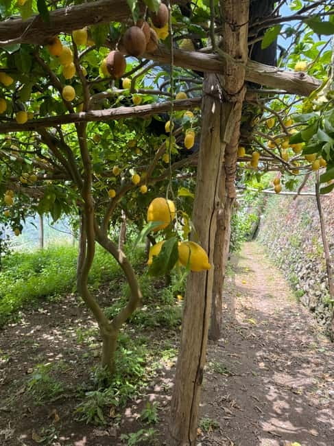 Maiori: Hiking Tour to A Lemon Farm with Lemon Tastings - Discovering Maiori’s Lemon Heritage on a Scenic Hike