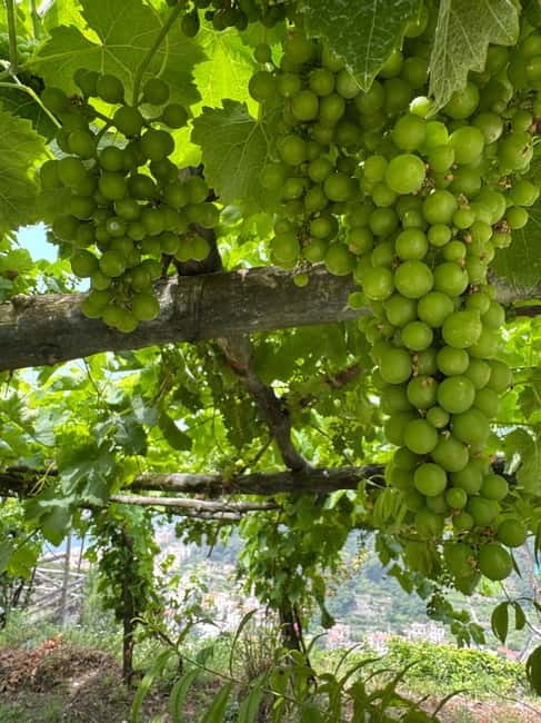 Maiori: Hiking Tour to A Lemon Farm with Lemon Tastings - Walking Through Fragrant Lemon Gardens and Scenic Pathways