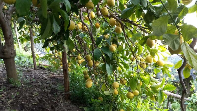 Maiori: Hiking Tour to A Lemon Farm with Lemon Tastings - Reaching the Lemon Farm and Tasting Local Delicacies