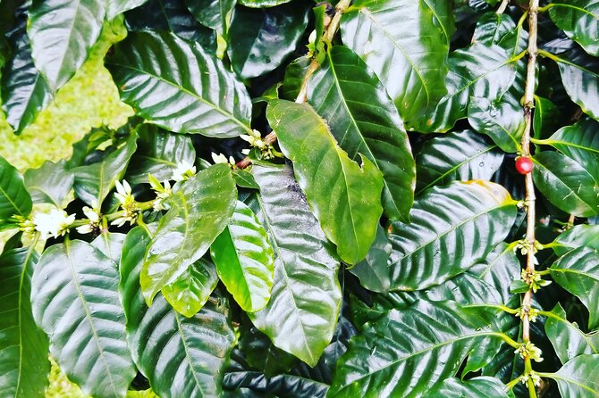 Majestic Waterfall Tour - The Sum Up: A Well-Rounded Hawaiian Waterfalls Adventure