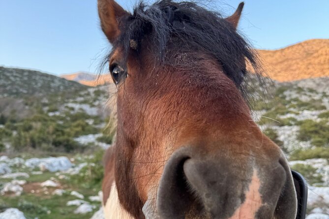 Makarska: Skywalk Tour with a Tuk Tuk - Skip the line ticket - Final Thoughts on the Makarska Skywalk and Tuk Tuk Tour