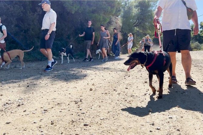 Make a dog's day and taste Greece in Skiathos - Whats Included and How It Works