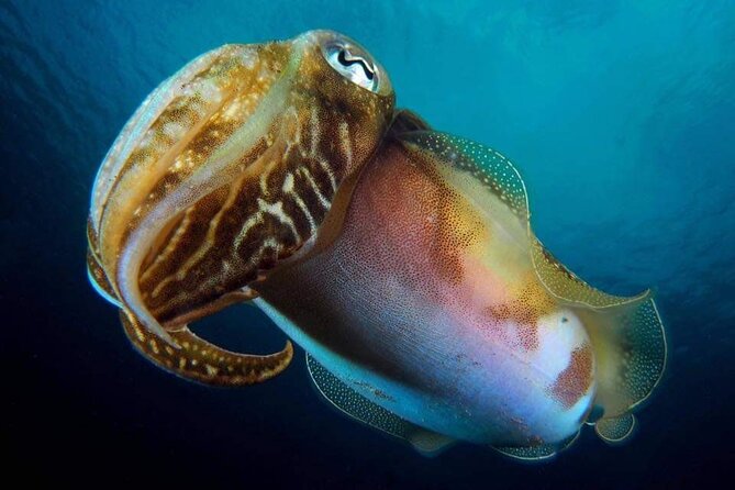 Make a private Try Dive, for your first Scuba experience! - Flexibility with Cancellation and Weather Conditions