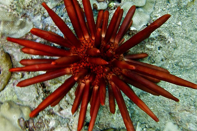 Makena Turtle Town Eco Adventure in Maui - The Role of Guides and Personal Attention