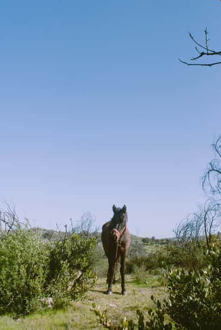 Malaga, Spain: 6-Hour Horseback Adventure with Picnic - Picnic Lunch at a Natural Spring