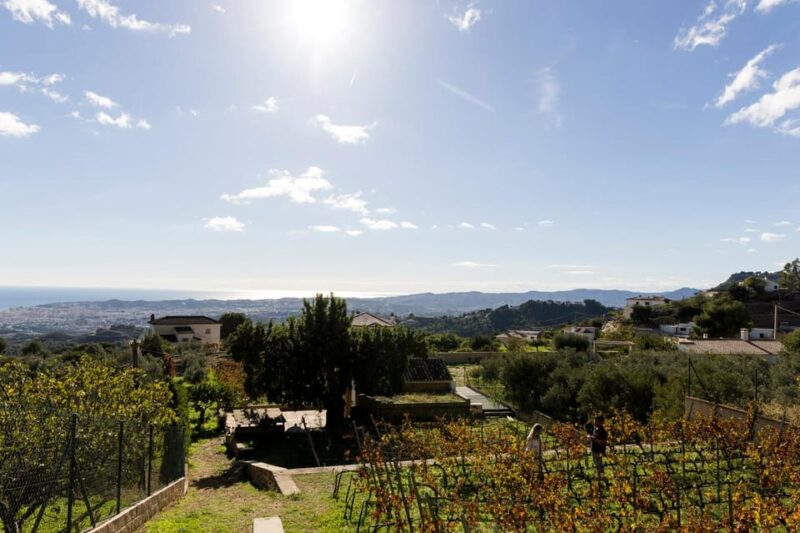 Malaga: Vineyard and Cellar Visit with 6 Top Wines and tapas - The Tapas Experience and Additional Snacks