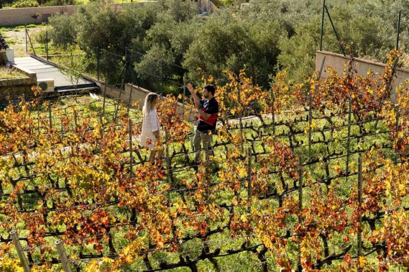 Malaga: Vineyard and Cellar Visit with 6 Top Wines and tapas - The Overall Value and What Sets This Tour Apart