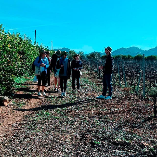 Malaga: White Village, Vineyard, and Wine Tasting Wine Tour - Discover the Charm of Álora, a White-Washed Andalusian Town