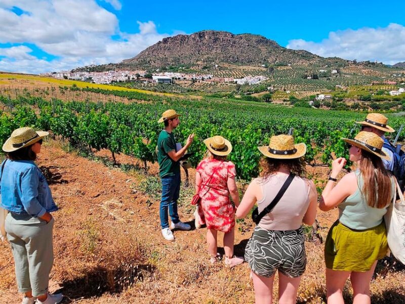 Malaga: White Village, Vineyard, and Wine Tasting Wine Tour - Key Points