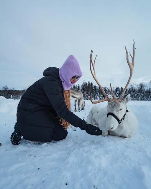 Malangen Sami Camp and Reindeer Experience with Lunch - Scenic Drive Through Tromsø’s Fjords to Malangen