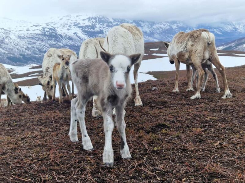 Malangen Sami Camp and Reindeer Experience with Lunch - Feeding and Cuddling Tame Reindeer in the Arctic