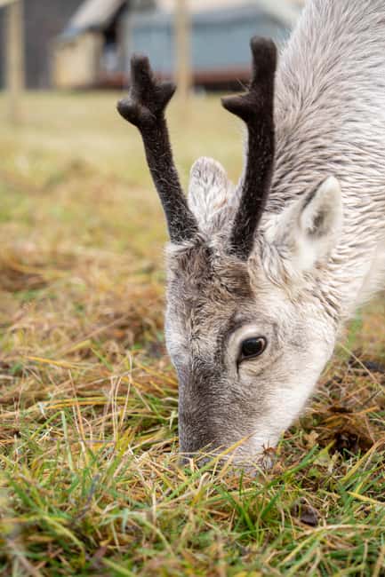 Malangen Sami Camp and Reindeer Experience with Lunch - Discovering Sami Culture and Stories