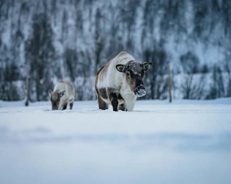 Malangen Sami Camp and Reindeer Experience with Lunch - Enjoying Traditional Sami Lunch and Hot Drinks