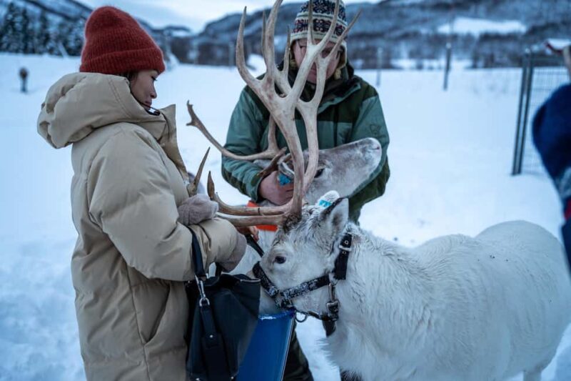 Malangen Sami Camp and Reindeer Experience with Lunch - Comparing This Tour to Other Reindeer and Sami Experiences
