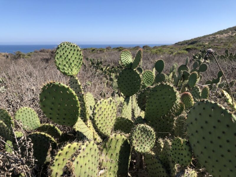 Malibu Beach: Surf Tour in a Vintage VW Van - Flexible Participation: Surf or Relax