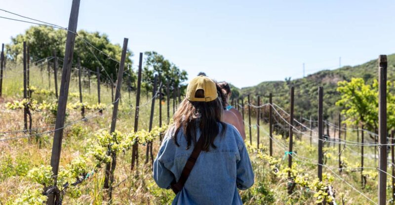 Malibu: Guided Vineyard Hike with Photo Stops and Wine - Experience Malibus Vineyard Landscape with a Guided Hike and Wine Sampling