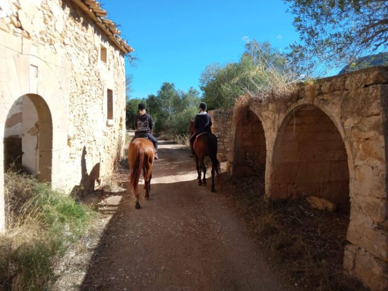 Mallorca: Activity with Horses, Antique Mallorca - Enjoying the Horse Bathing and Pasture Time