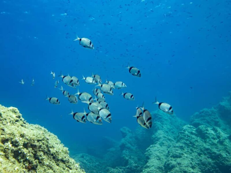 Mallorca: Adventure Diving (without a license - in the quiet off-season) - Experience Mallorca’s Tranquil Underwater World Without a License