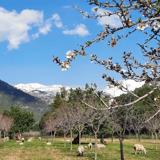 Mallorca: Almond Blossom Minivan Tour - GERMAN GUIDE - Key Points