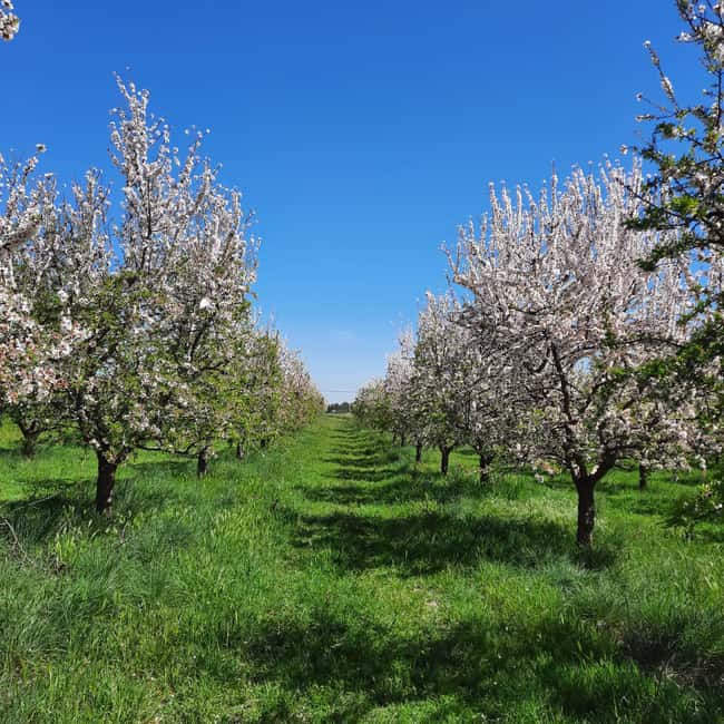Mallorca: Almond Blossom Minivan Tour - GERMAN GUIDE - Scenic Drives and Photo Opportunities Amid Almond Blossom