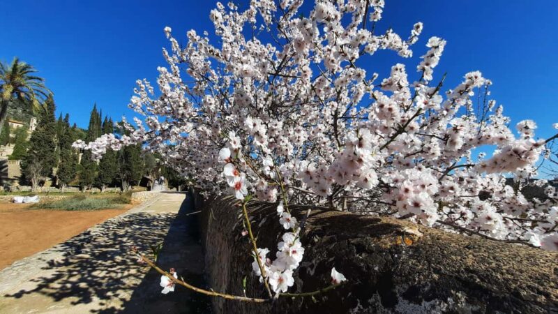 Mallorca: Almond Blossom Minivan Tour - GERMAN GUIDE - Local Tasting and Culinary Highlights