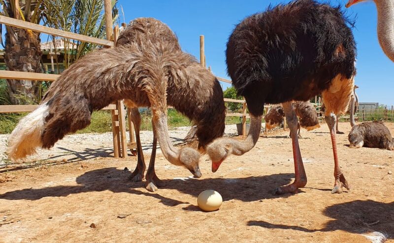 Mallorca: Artestruz - Ostrich Farm Ticket Entrance - Discover the Mallorca Artestruz Ostrich Farm: A Unique Family Experience