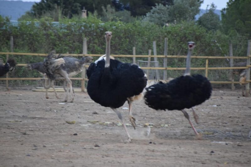 Mallorca: Artestruz - Ostrich Farm Ticket Entrance - Hands-On Interaction with the Largest Birds