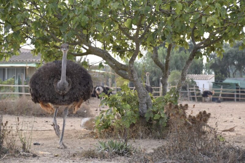 Mallorca: Artestruz - Ostrich Farm Ticket Entrance - Why Choose Artestruz for Your Mallorca Visit