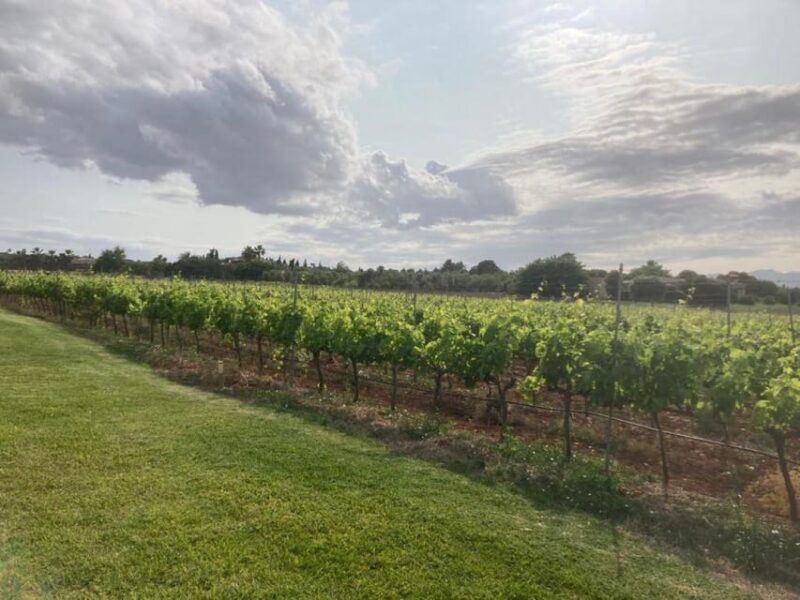 Mallorca: Bodega Butxet Vineyards & Winery Tour with Tasting - Flexibility and Booking Options