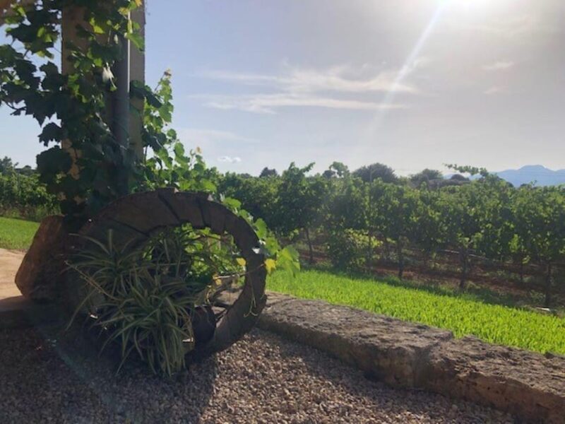 Mallorca: Bodega Butxet Vineyards & Winery Tour with Tasting - The Value of a Short, Focused Winery Tour