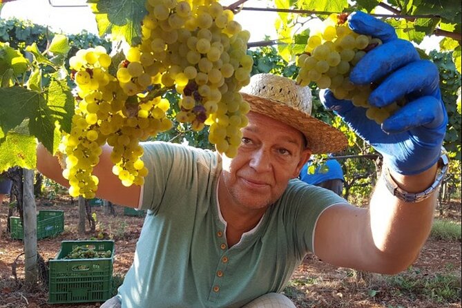 Mallorca Bodega & Olive Minibus Tour incl. Pick-up South Coast - Key Points