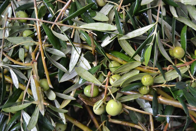 Mallorca Bodega & Olive Minibus Tour incl. Pick-up South Coast - Scenic Drive Through Mallorca’s Vineyards and Olive Fields