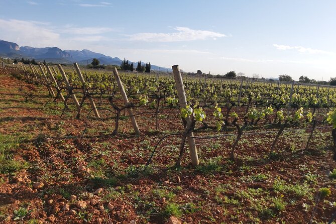 Mallorca Bodega & Olive Minibus Tour incl. Pick-up South Coast - Who Will Appreciate This Tour?